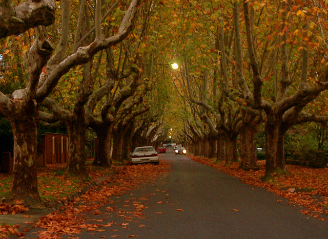 File:Victoria Avenue - Canterbury.jpg