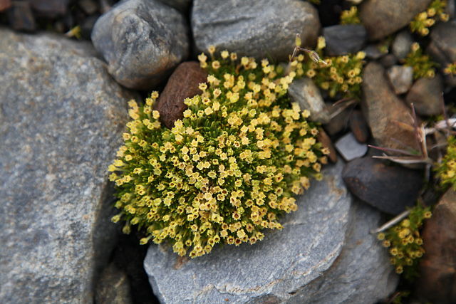 File:Antarctic Pearlwort.jpg