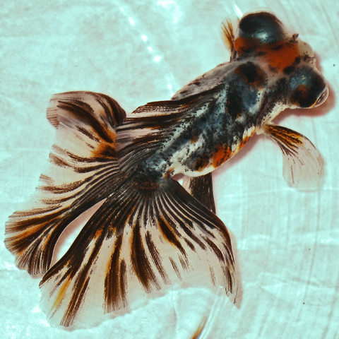 File:Calico-butterfly-tail-demekin.png