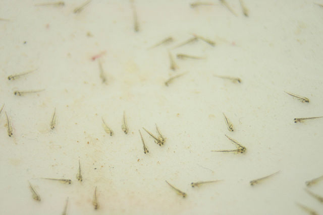 File:Goldfishfry.JPG