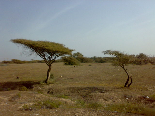 File:1501200713074 Acacia tortilis.jpg