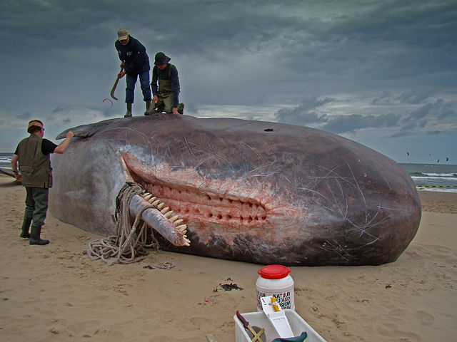 File:Dirk Claesen - Sperm Whale.jpg
