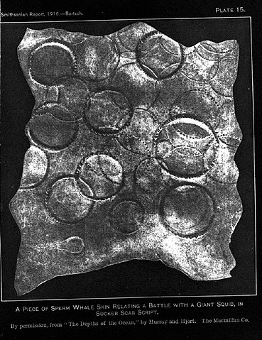 File:A piece of sperm whale skin with Giant Squid sucker scars.JPG