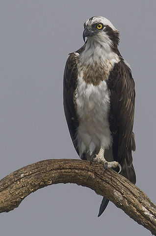 File:2010-kabini-osprey.jpg