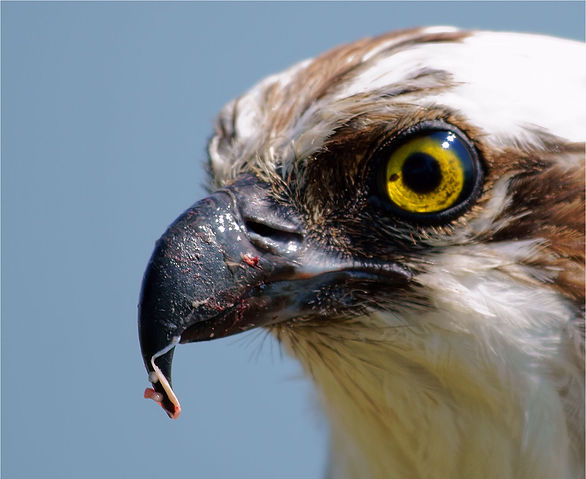 File:Pandion haliaetus -San Francisco Bay, California, USA-head-8 (2).jpg