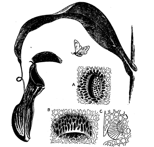 File:Pitcher plant diagram ency brit.png