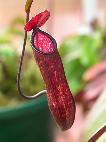 File:Nepenthes muluensis.jpg