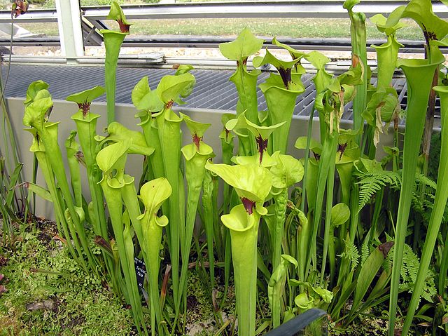 File:Kew.gardens.pitcher.plant.sarracenia.arp.jpg