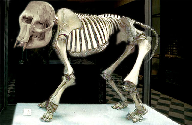 File:&Eacute;l&eacute;phant nain maltais.jpg