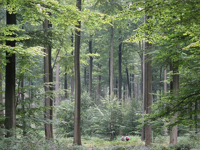 File:Brussels Zonienwoud.jpg