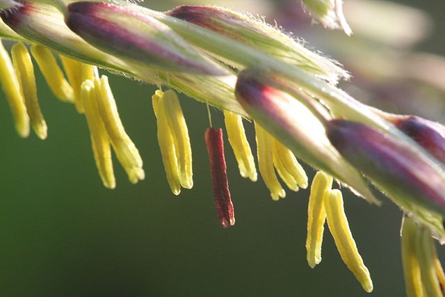 File:M&auml;nnliche Bl&uuml;te einer Maispflanze 2009-08-19.JPG