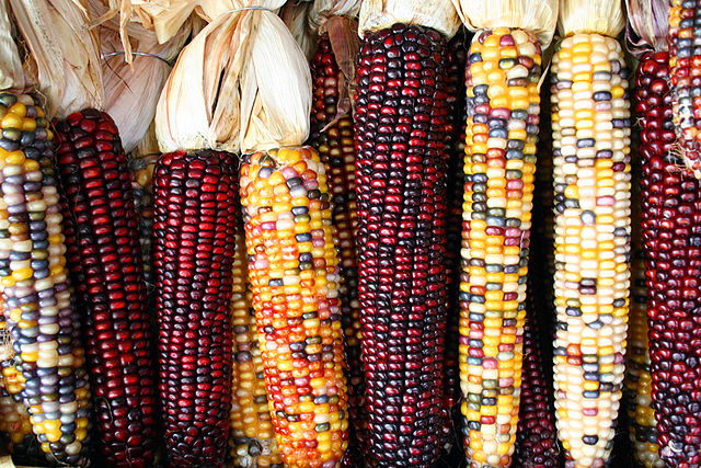 File:Corncobs.jpg