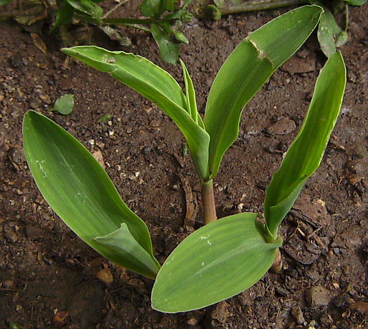 File:Pl&agrave;ntules moresc 2012.JPG