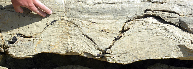 File:CambrianStromatolites.jpg