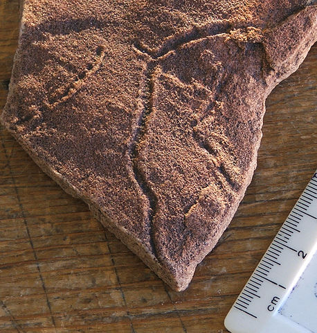 File:Ediacaran trace fossil.jpg