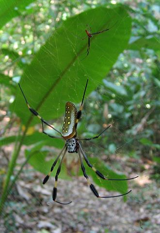File:DirkvdM Nephila clavipes.jpg