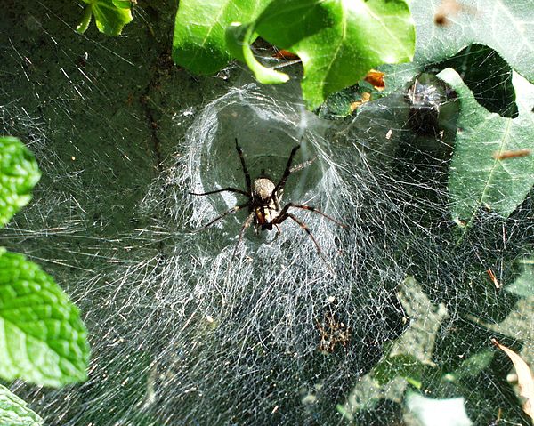 File:Agelenidae labyrinthica.JPG