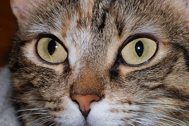 File:Cat eyes 2007-2.jpg