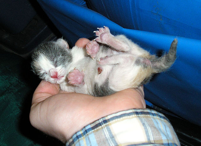 File:Three-hour-old-kitten.jpg
