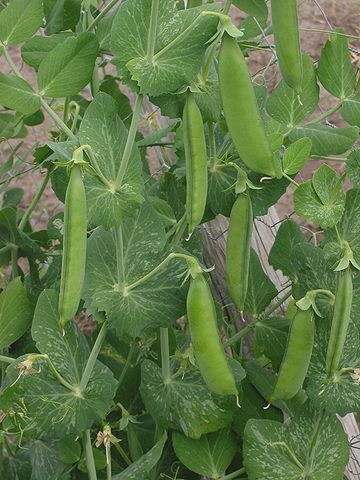 File:Doperwt rijserwt peulen Pisum sativum.jpg