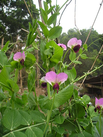File:Snow pea flowers.jpg