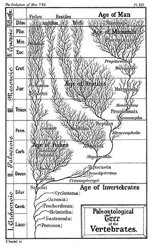 File:Age-of-Man-wiki.jpg