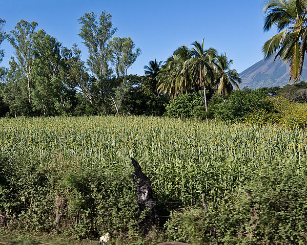 File:Sorghum Field El Salvador 2011.jpg