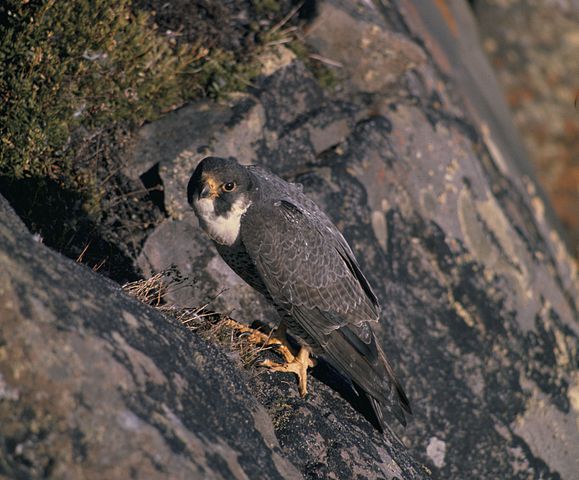 File:Falco peregrinus nest USFWS.jpg