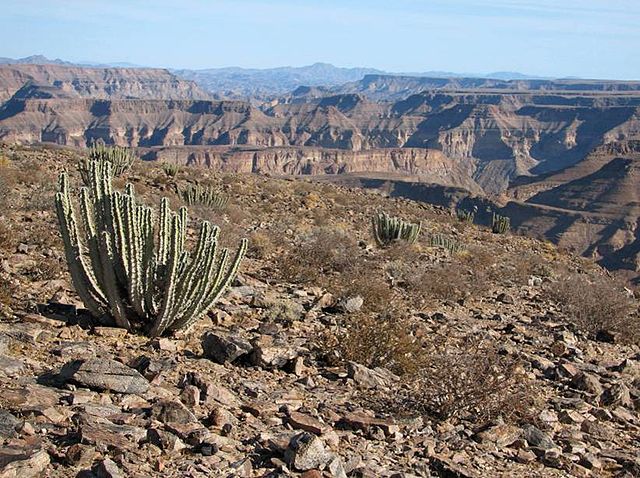 File:SAC Namibia-cactus.jpg
