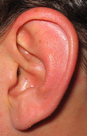 File:Ear.jpg
