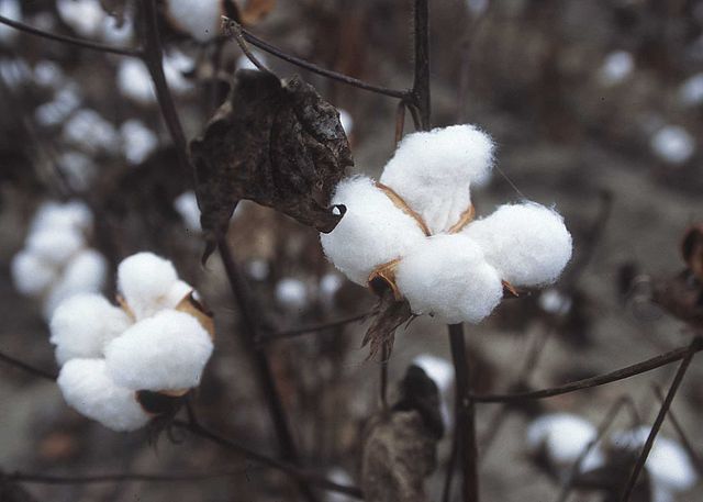 File:CottonPlant.JPG