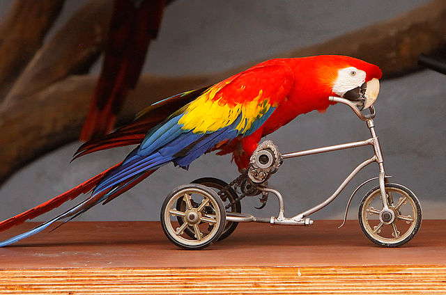 File:Ara macao -on a small bicycle-8.jpg