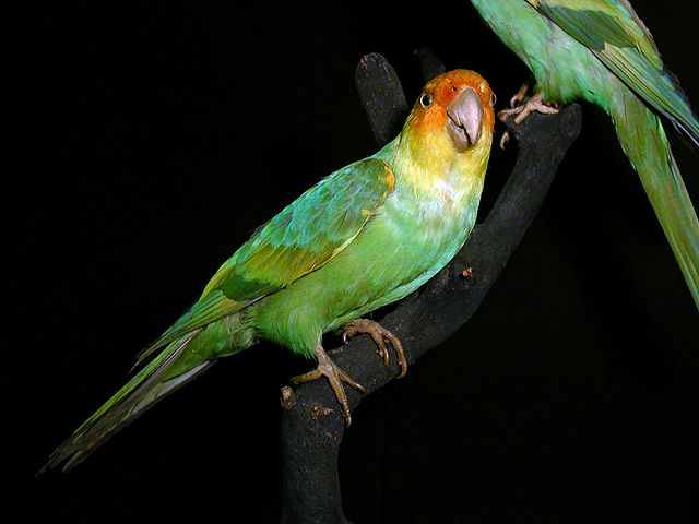 File:Karolinasittich 01.jpg