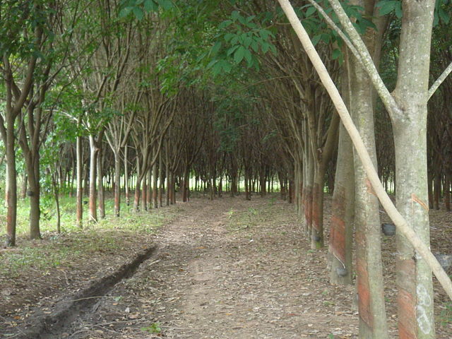 File:Rubber tree plantation Thailand タイのゴム園 DSC05246.jpg