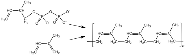 File:RubberSyn&Natural.png