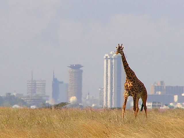 File:Giraffe - Skyline - Nairobi - Park.jpg
