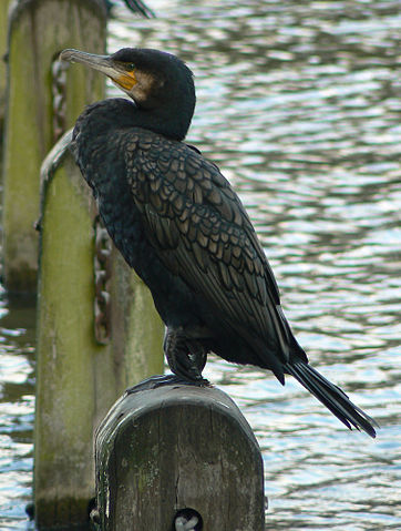 File:Great Cormorant (Phalacrocorax carbo) -park in London.jpg