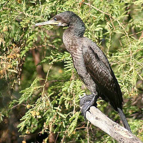 File:Great Cormorant I IMG 8519.jpg