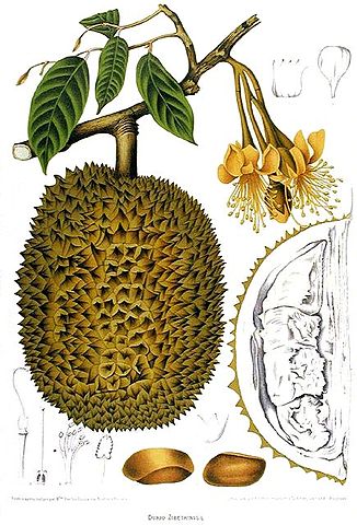 File:Durio Zibethinus Van Nooten.jpg