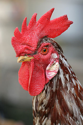 File:Rooster portrait2.jpg