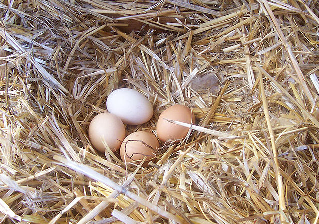 File:Chicken eggs.jpg
