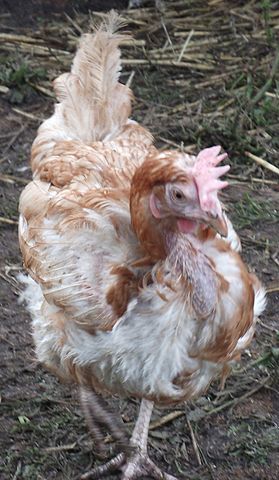 File:BatteryChicken5DaysOutOfCage.jpg