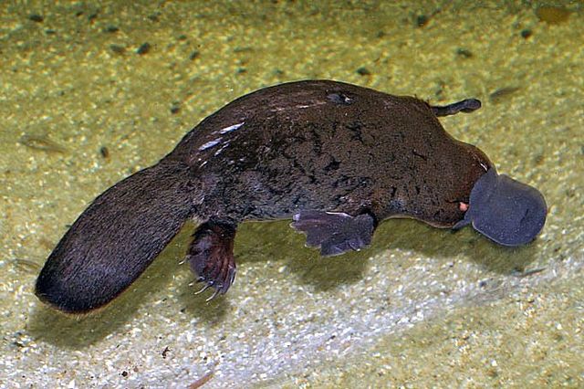 File:Platypus.jpg