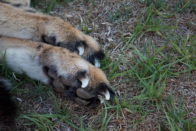 File:Cheetah paws.jpg