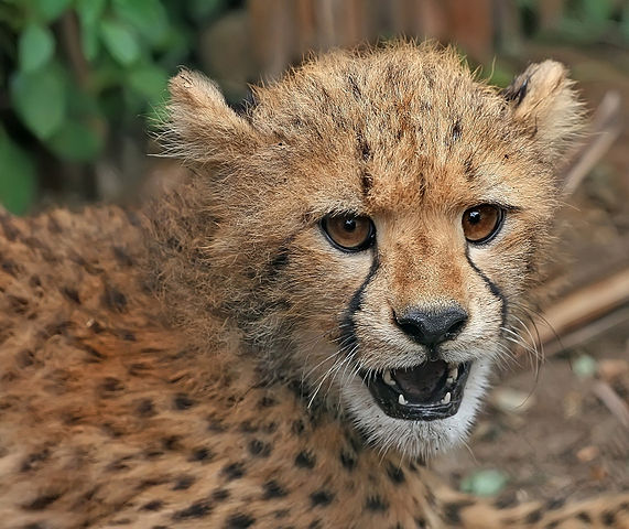 File:Cheetah cub close-up edit2.jpg