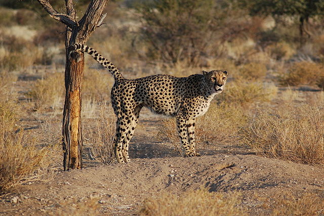 File:Acinonyx jubatus -Southern Namibia-8.jpg