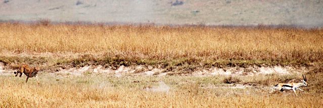 File:Cheetah chasing Thompsons gazelle crop.jpg