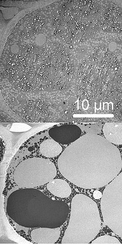 File:OsStaining.jpg