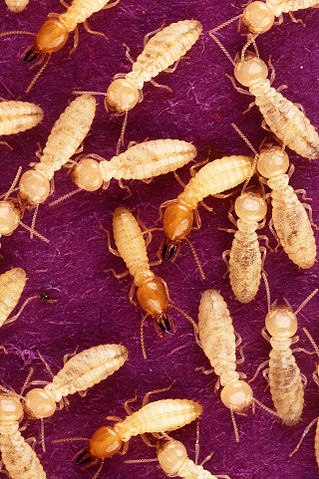 File:Coptotermes formosanus shiraki USGov k8204-7.jpg