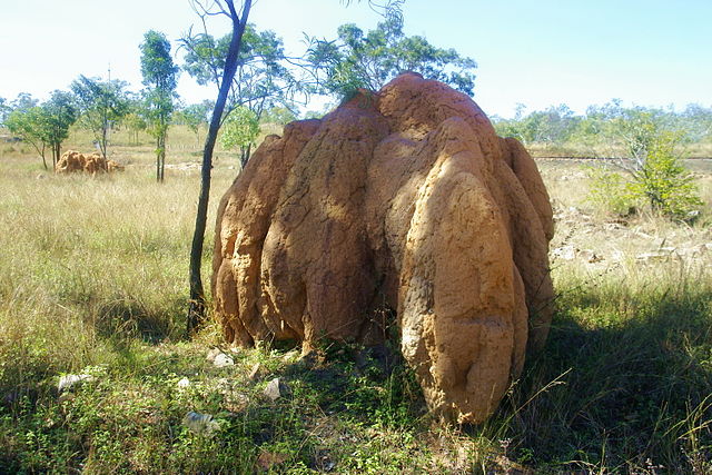 File:Termitenhuegel.jpg